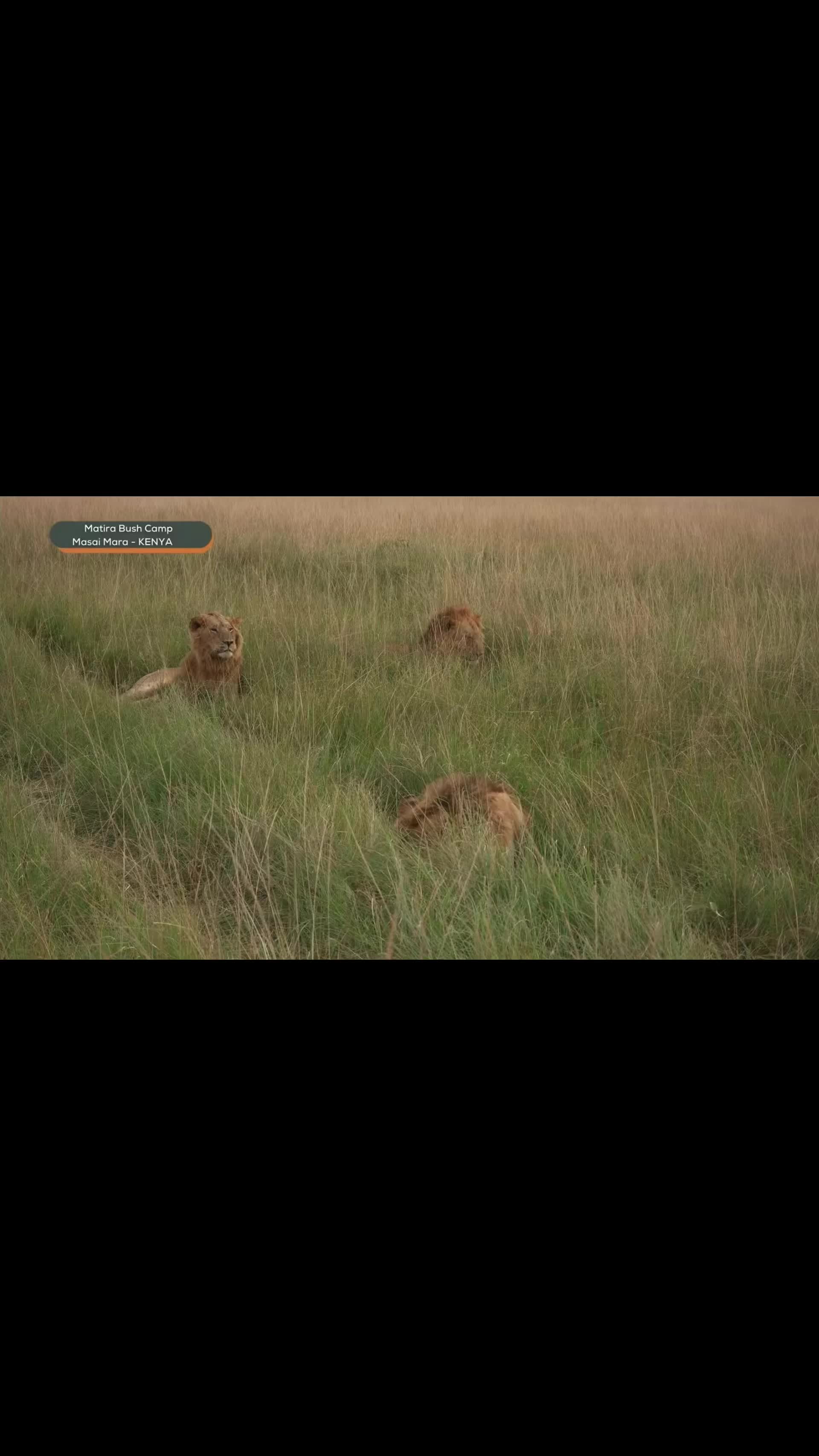 @lion_world5