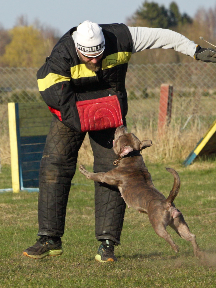 @IGP Dog Mando