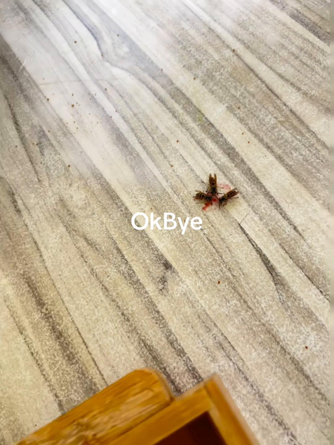 @⭑ 🪽