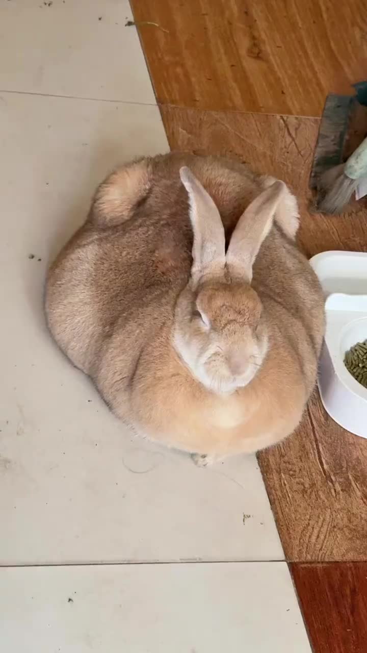 @RabbitNow19