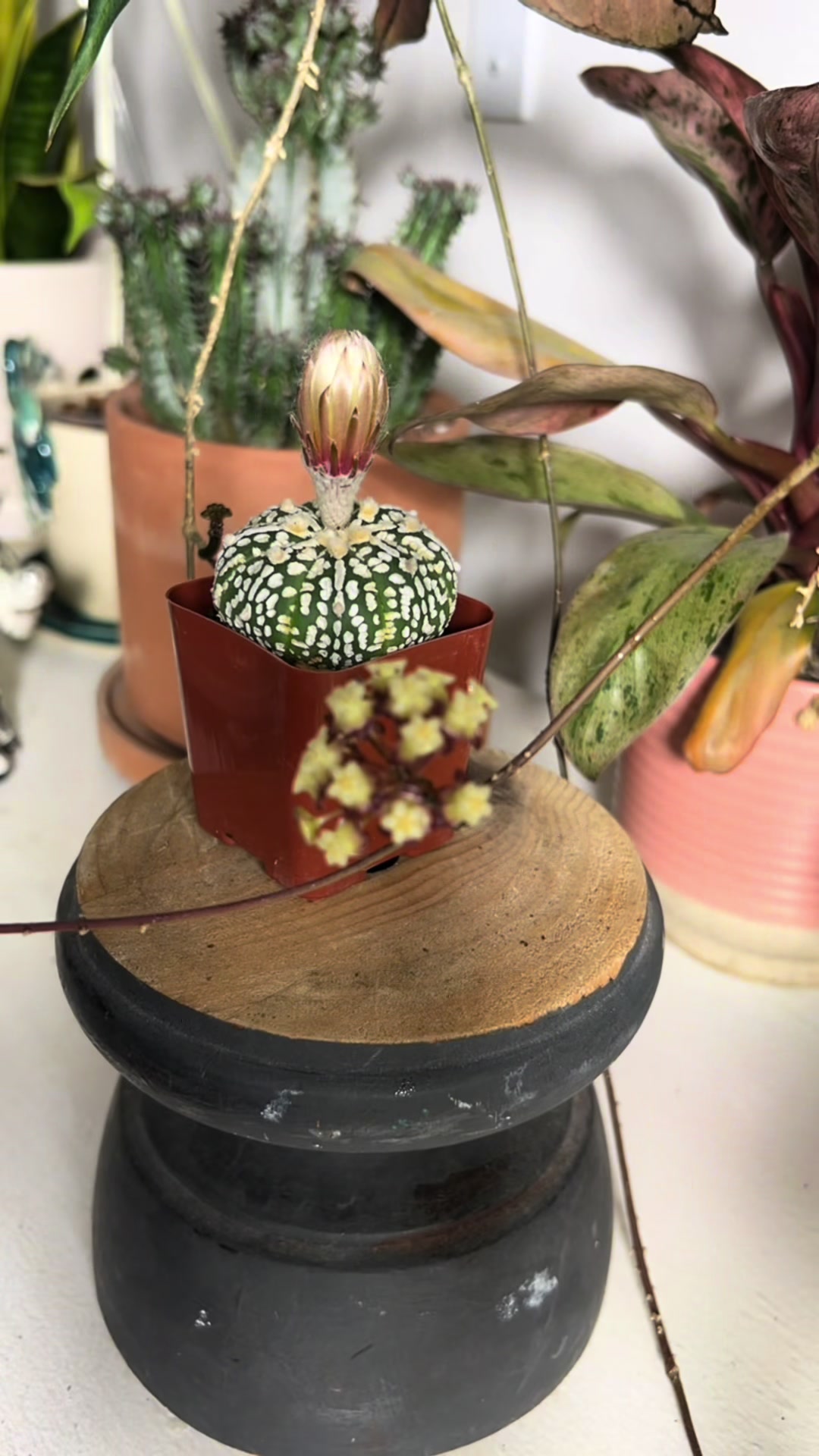 @Pothosiblyaboutplants