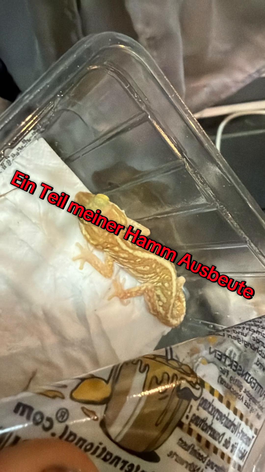 @jurassiczoo