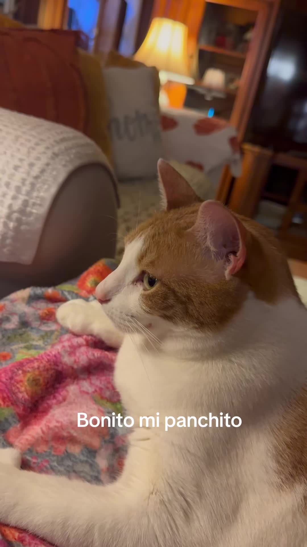 @Olgui59