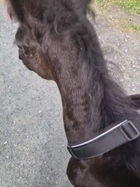 @Horses TikTok