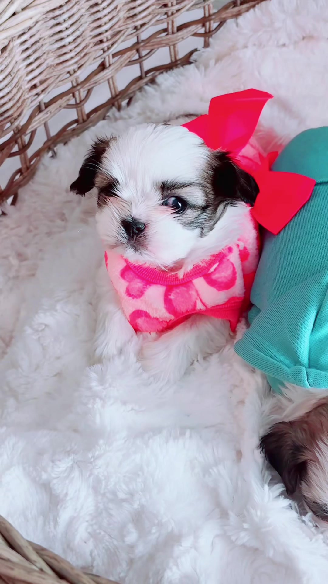 @SHIHTZU SOIRÉE