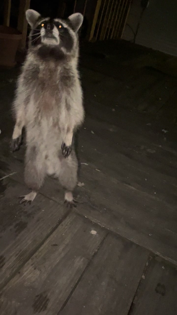 @LoneWolfKritterKam