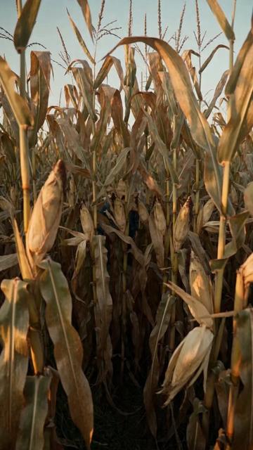 @Corn Cob 🌽