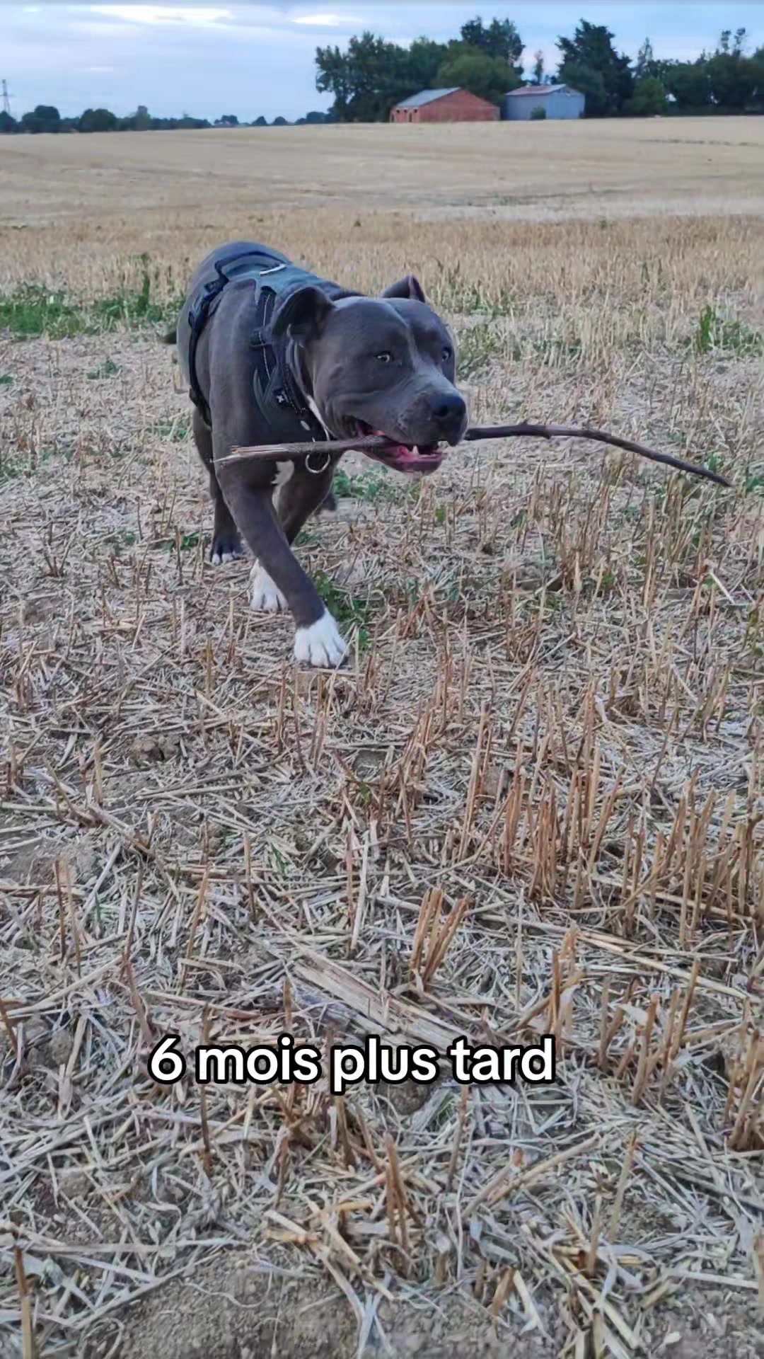 @Asko amstaff