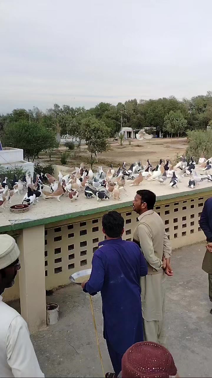 @waheedpegeonLoft
