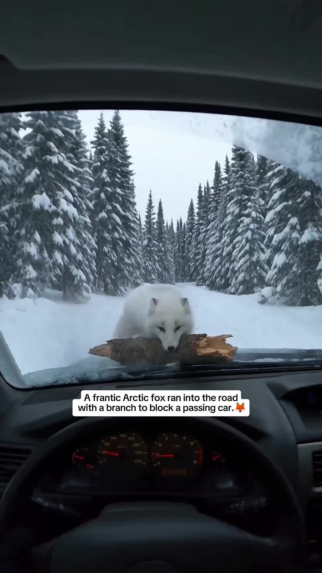@WildwonderzZzz