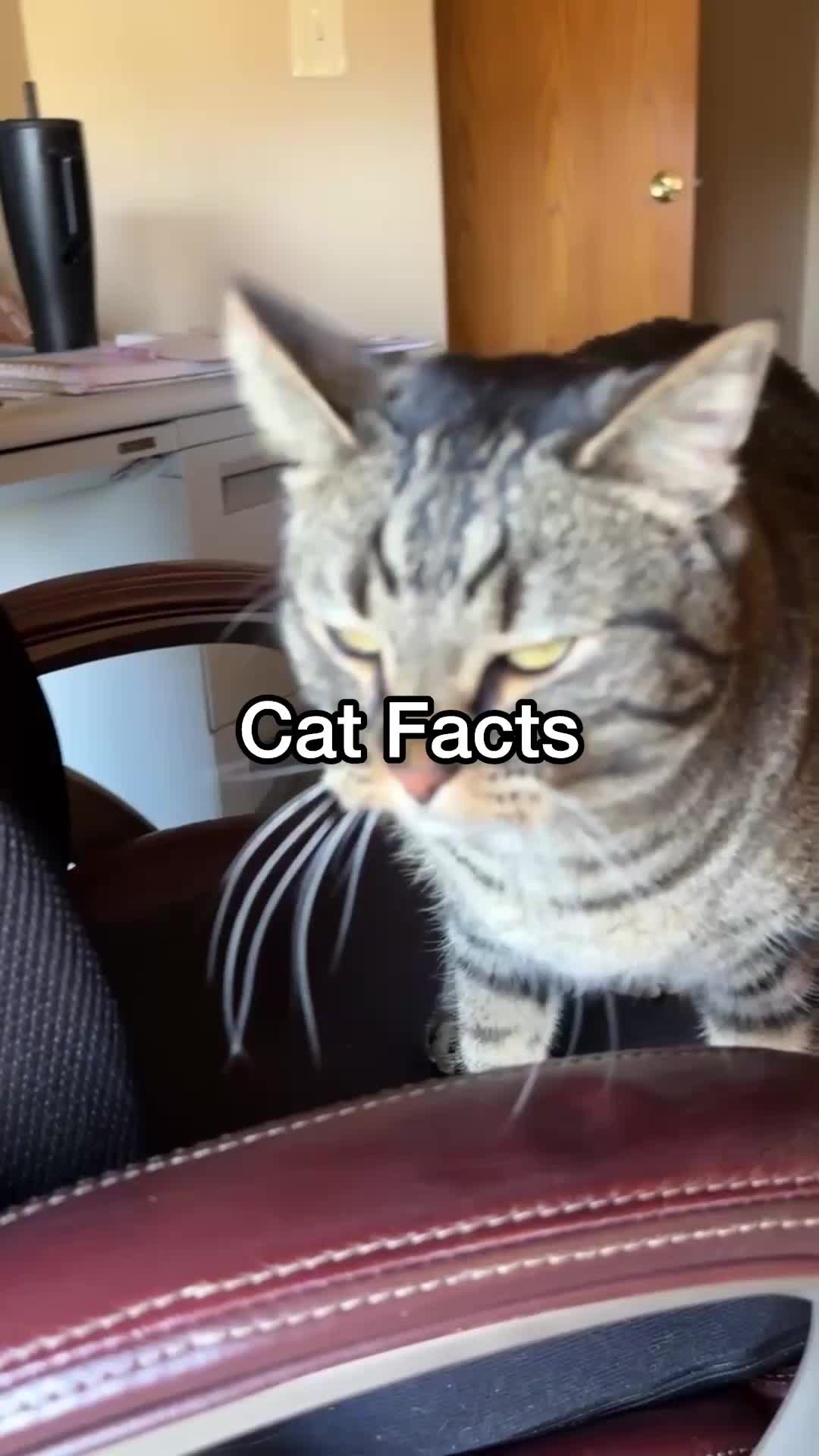 @Chip The Manx