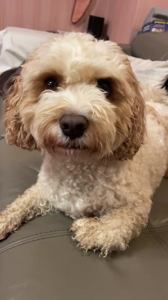 @My Cavachon