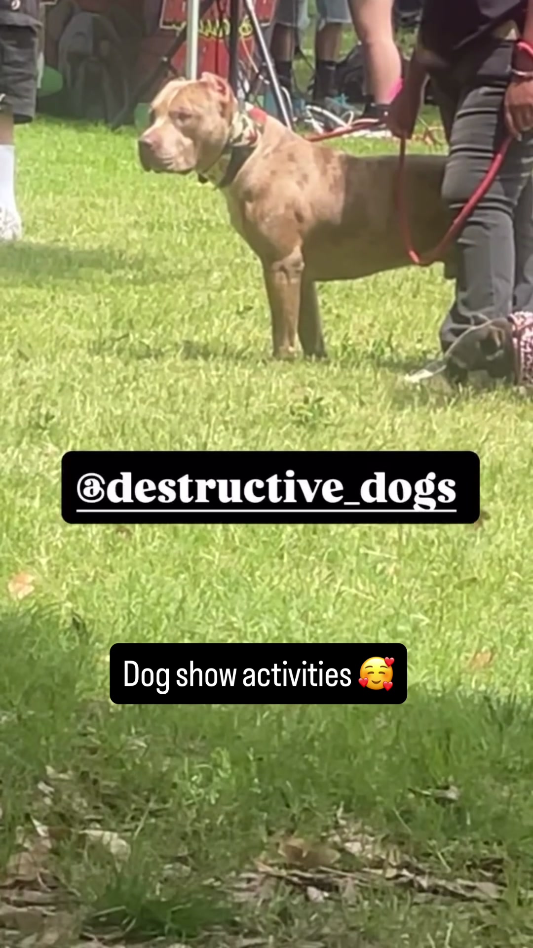 @Destructive dogs