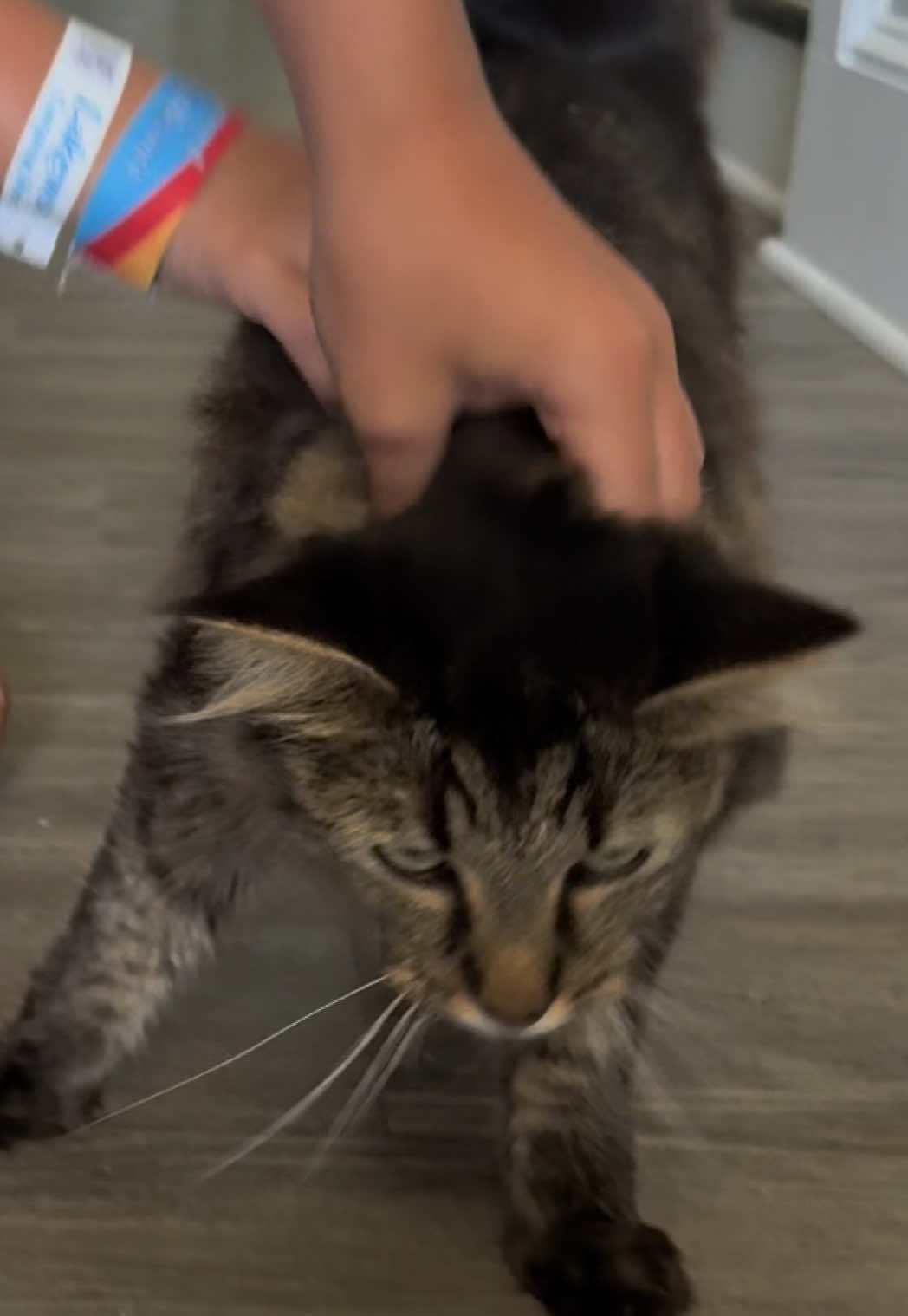 @RoxySnowballCatDrama