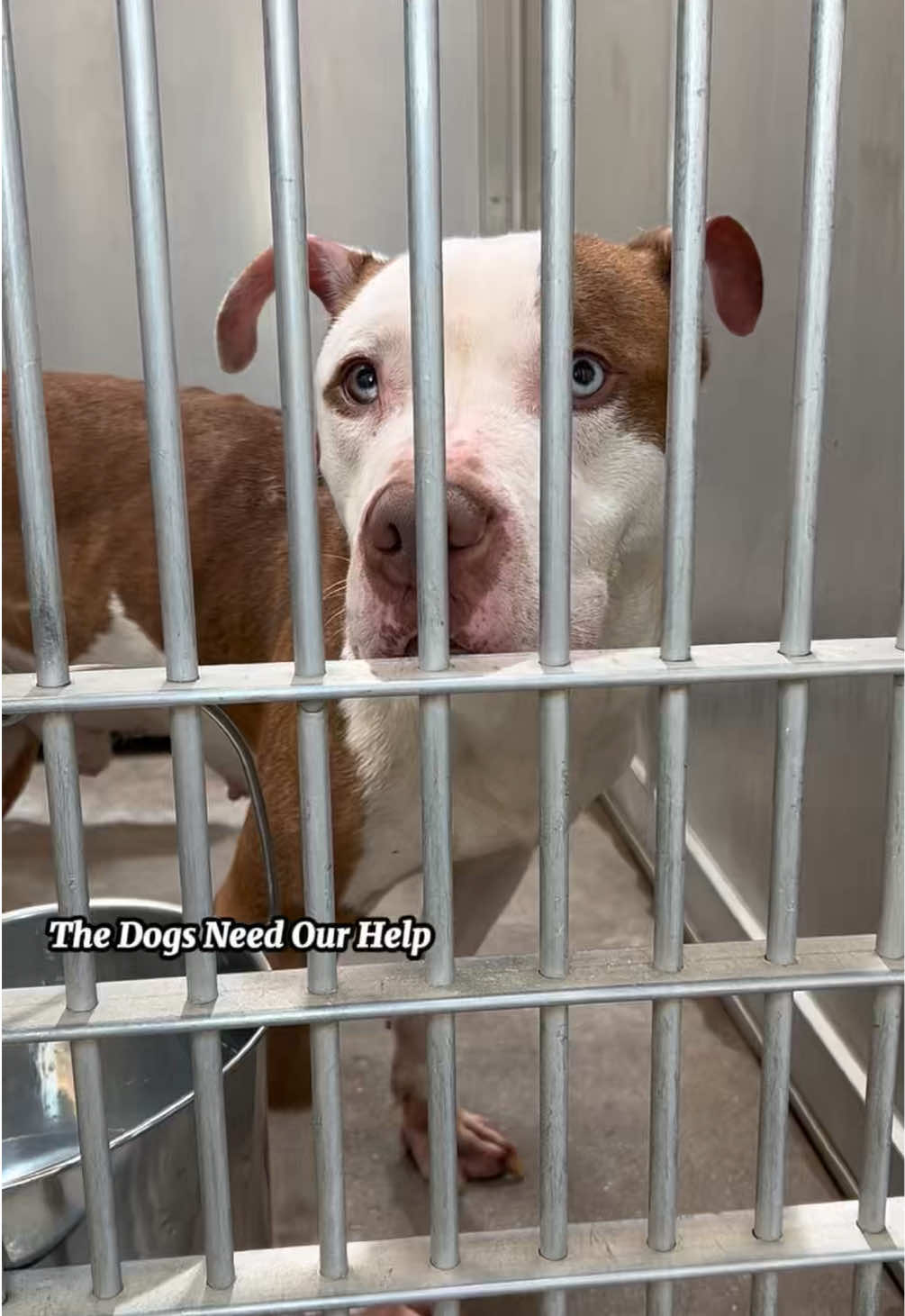 @The Dogs Need Our Help