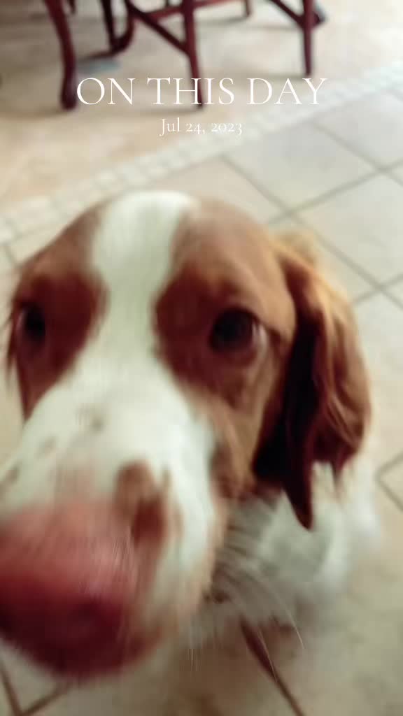 @dogwalkerannika