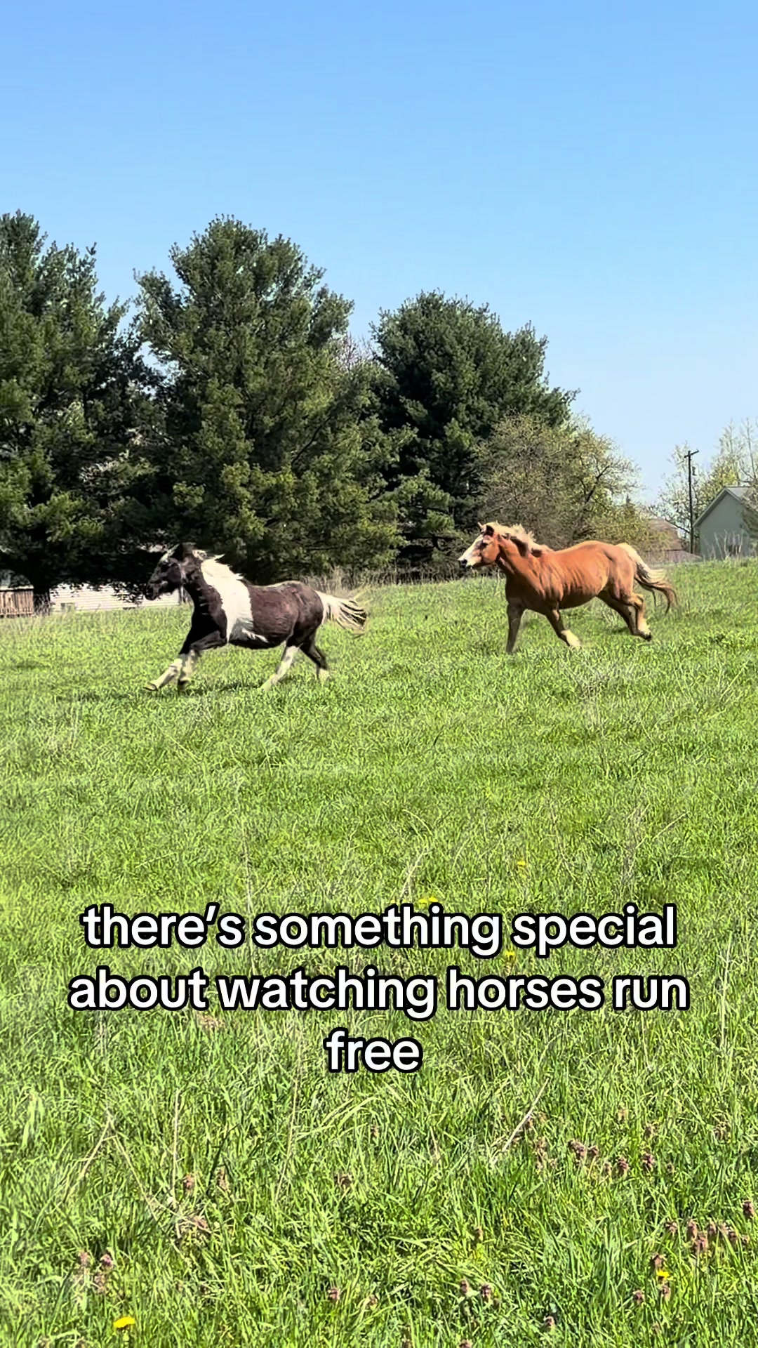 @Lorraine 🐴🩺