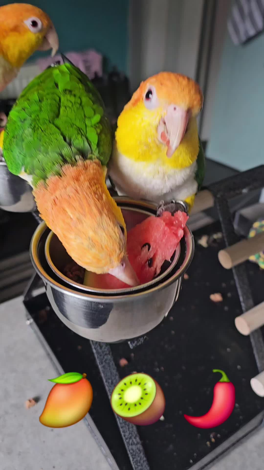 @🥭 🥝 🌶 🥥
