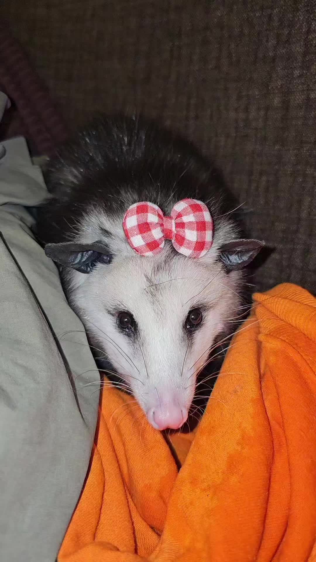 @OPOSSUMDAWGMOM