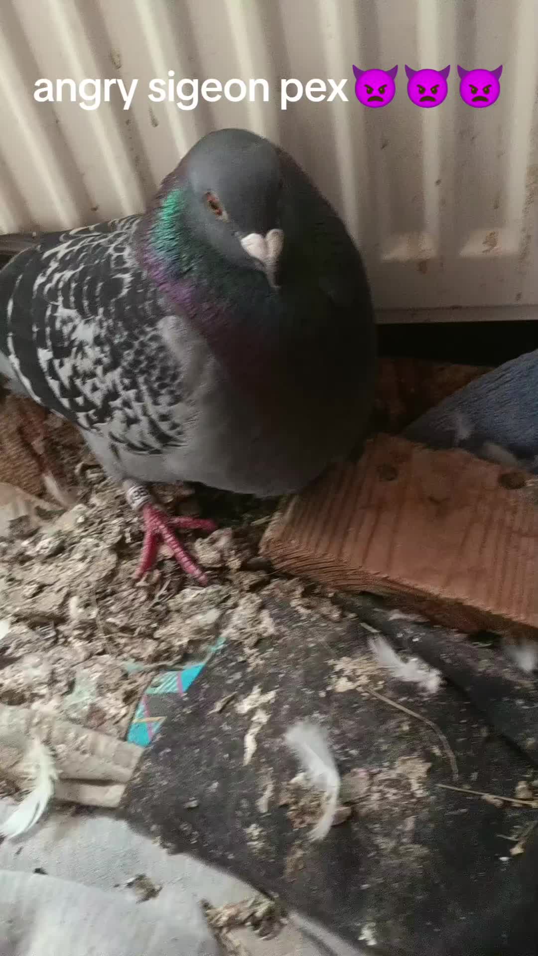 @Pigeon_which_unusual3