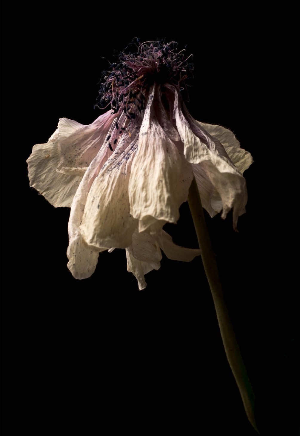@🪽