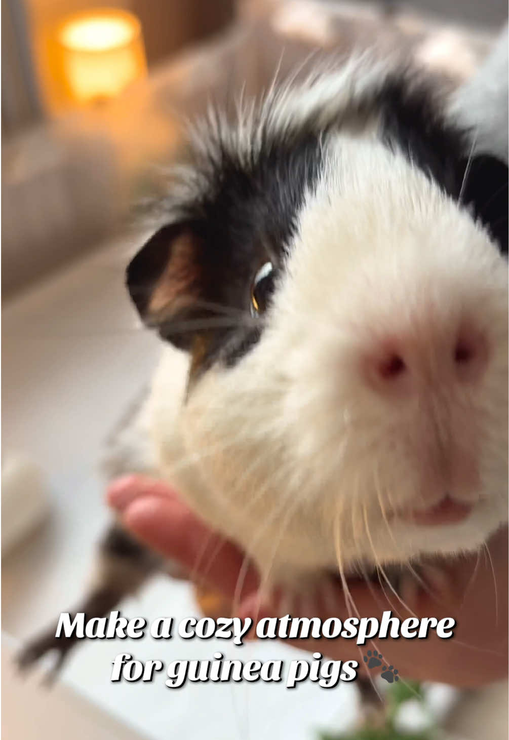 @friendly_guinea_pigs