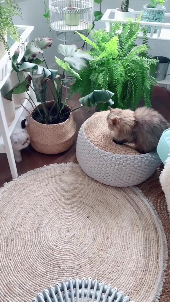 @Dutchkittycat