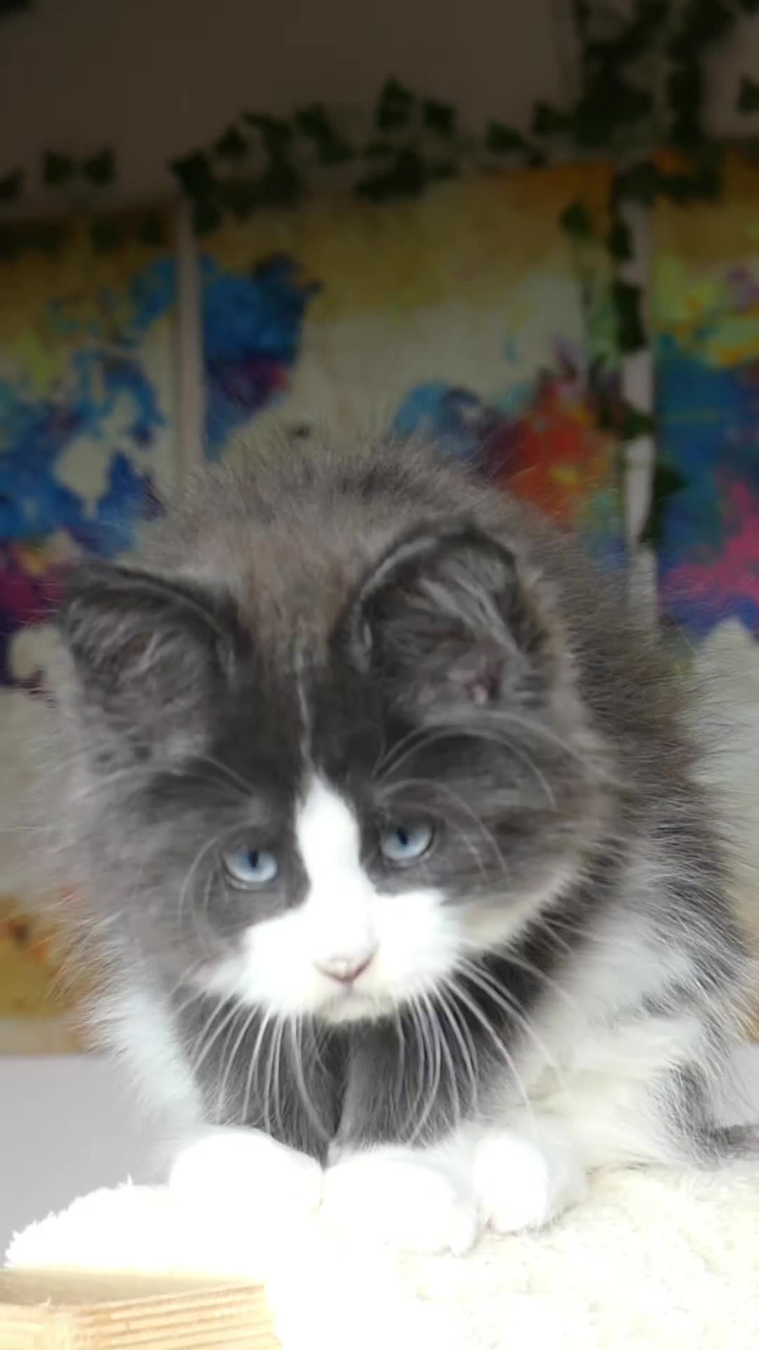 @Cattery Of Wild Kingdom