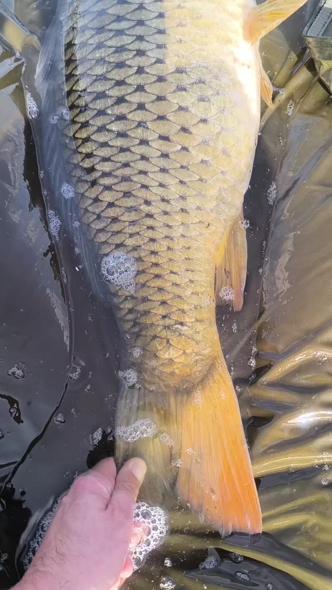 @Jocarpfishing