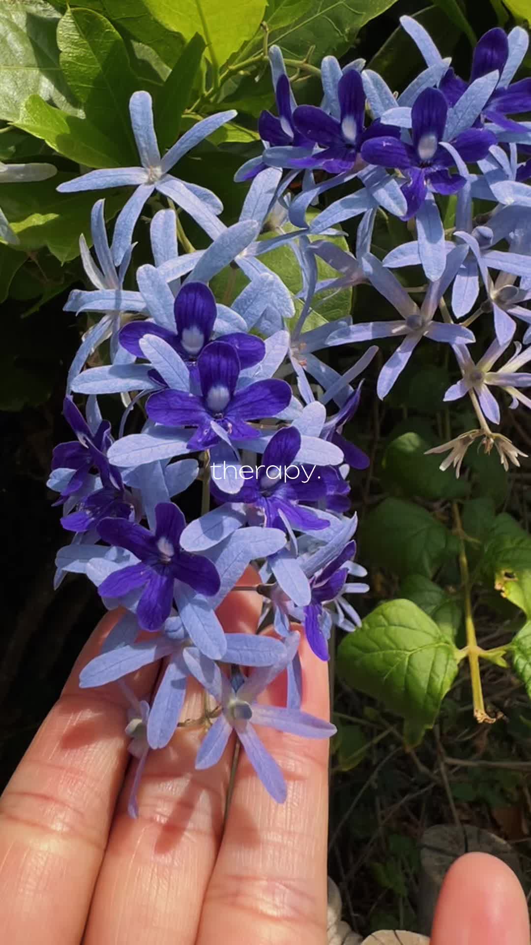 @♡❀ ♡❀ ❥Lynspiration💫🦋🍓🌷🍒
