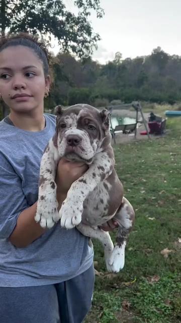 @North America Mastiff Founder
