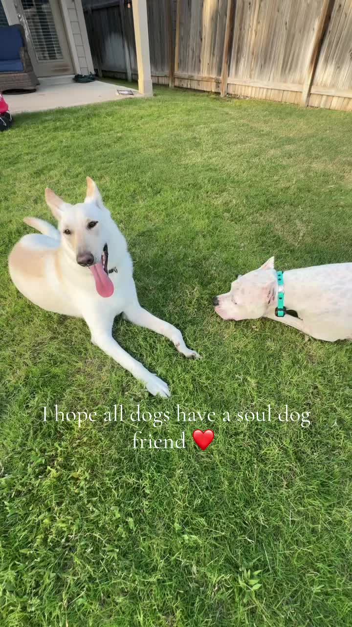 @Dogo Mom