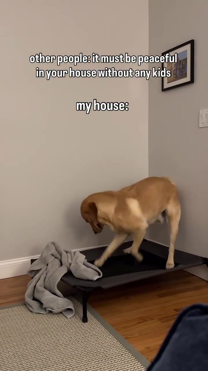 @Lord Jack The Yellow Lab