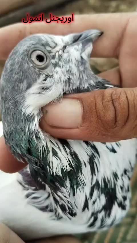 @Piplan pigeons Sale point๐