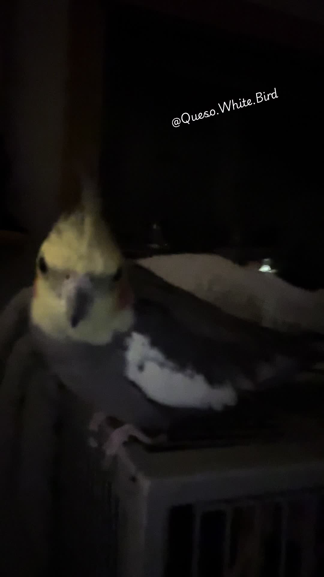 @Queso White Bird 🕊️