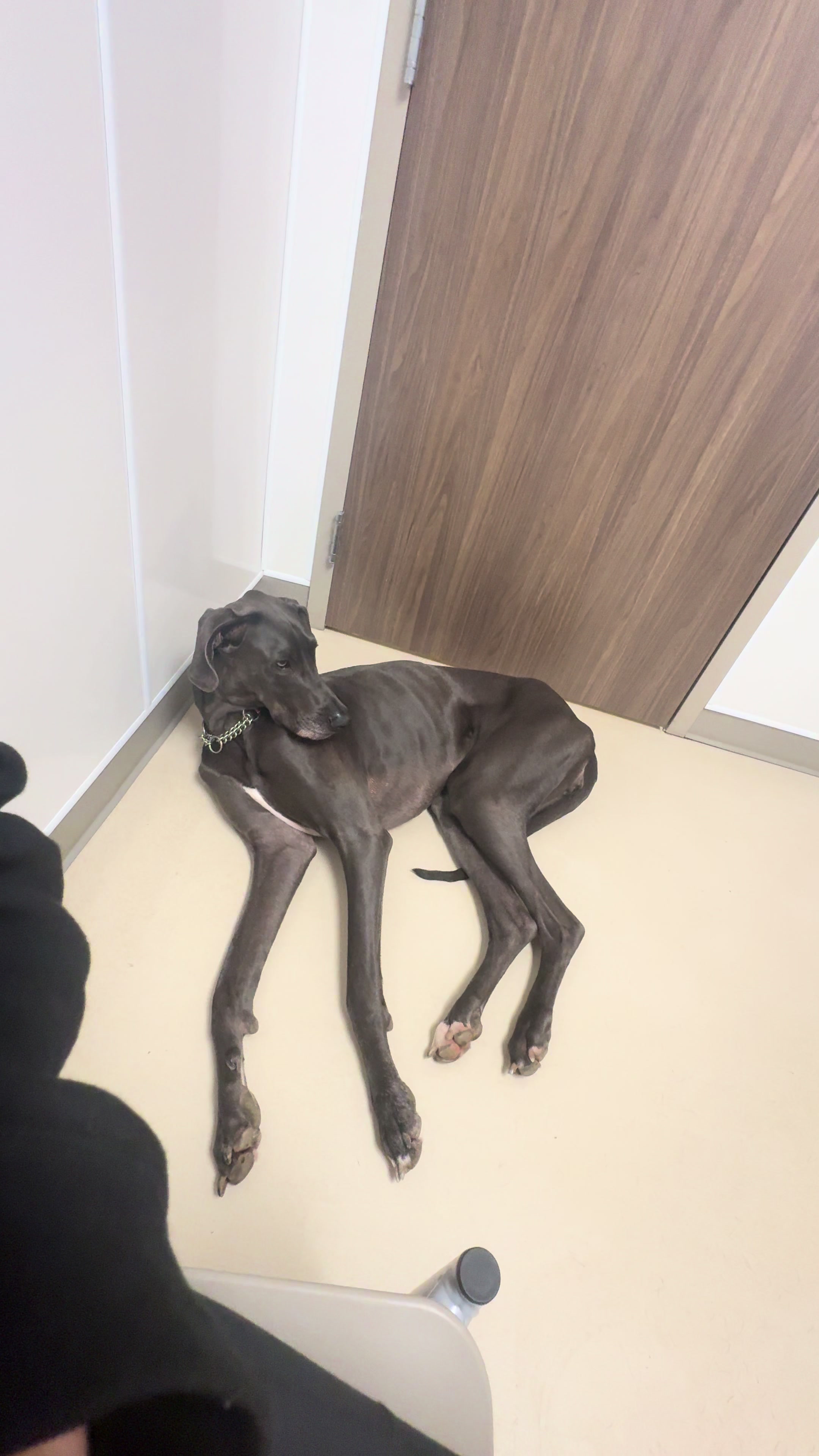 @janethegreatdane