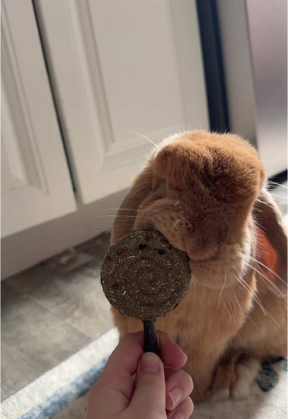 @Otis the Bunny