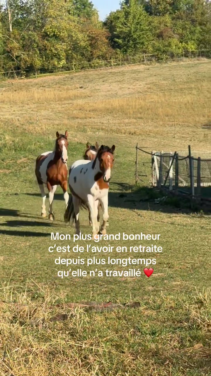 @Cavalière de Grand Pré 🎠