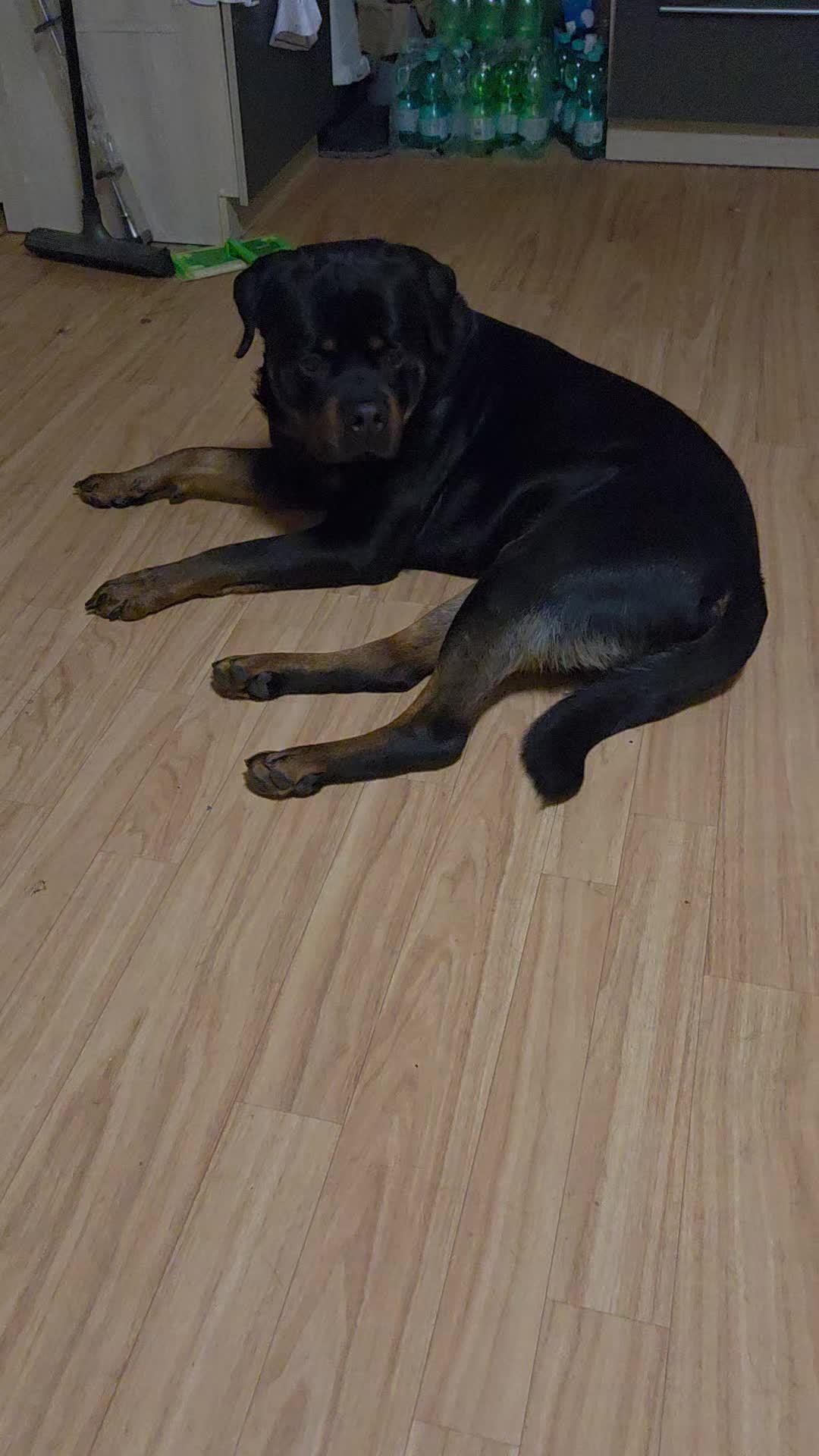 @Loki der Rottweiler
