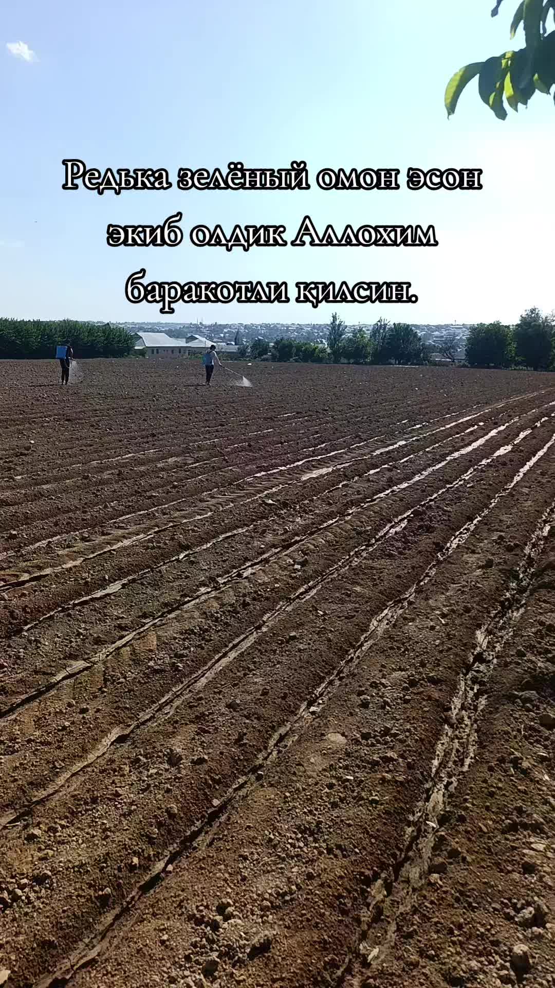 @ЭКЗОТИК ҚАРАБУЛАҚ