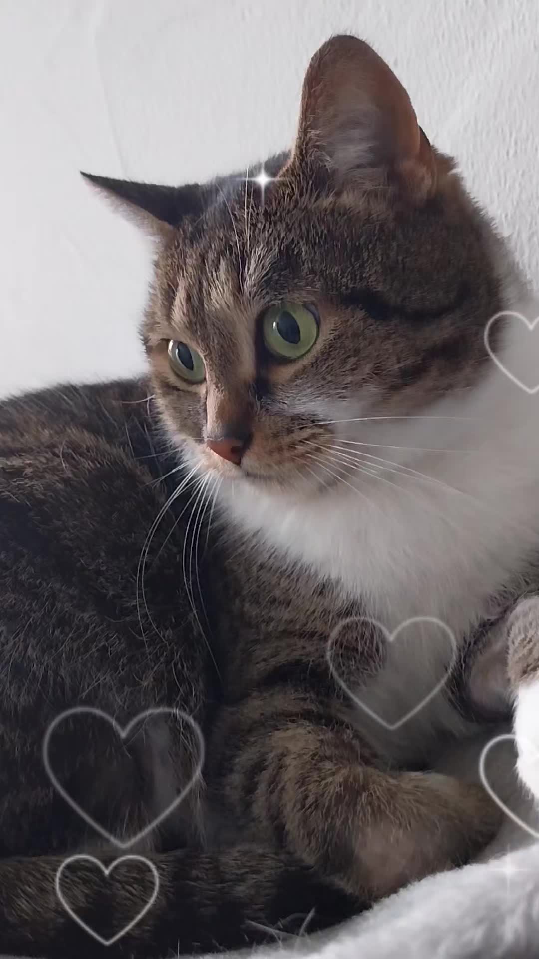 @Scotty🐱🐾🐱🐾 🐱🐾🐱🐾🐱🐾