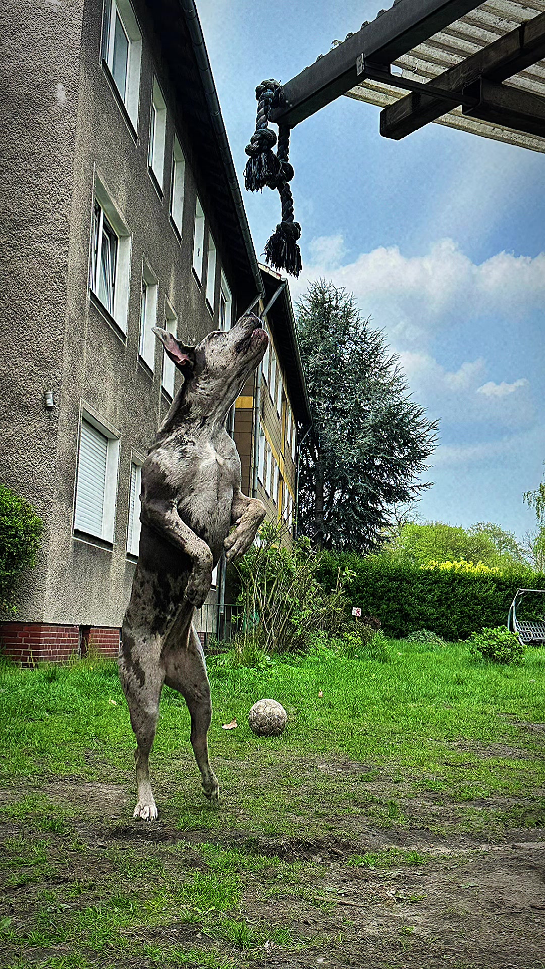 @✨Lou~CaNeCorSo✨