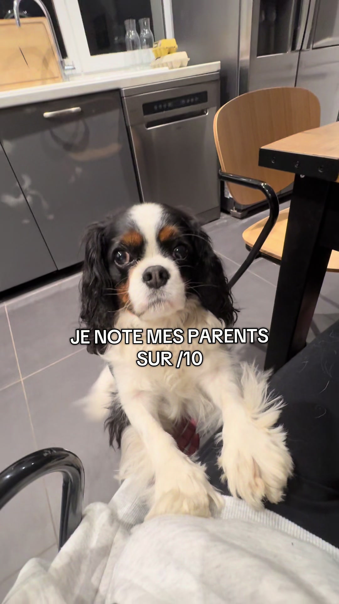 @Cavalier King Charles