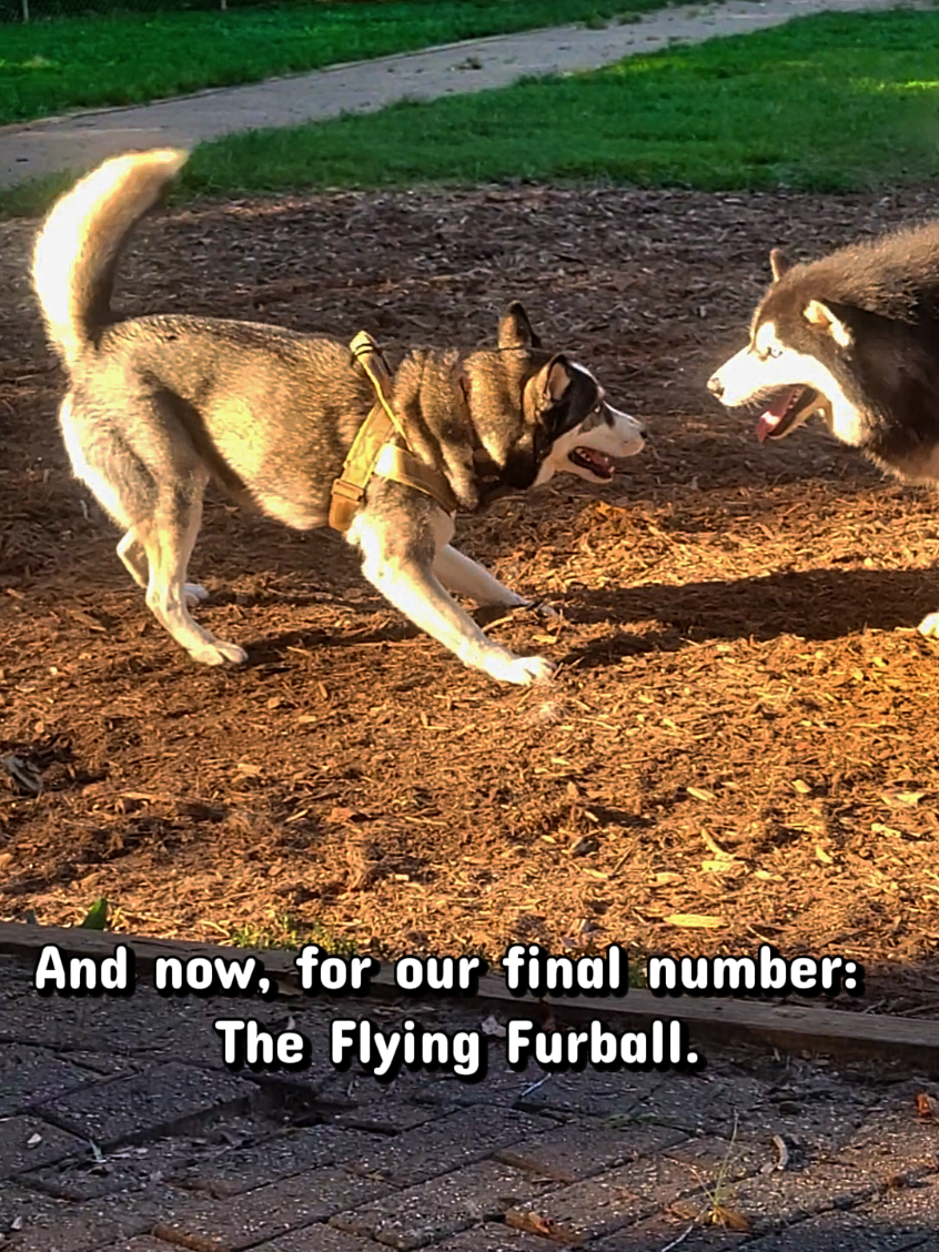 @the Hussey Husky