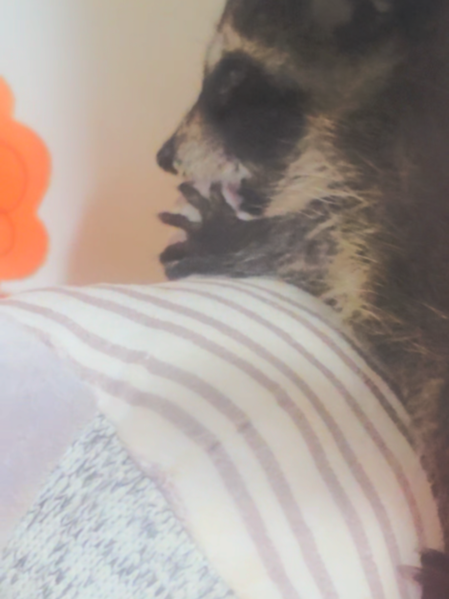 @Little Bit Wildlife Rescue