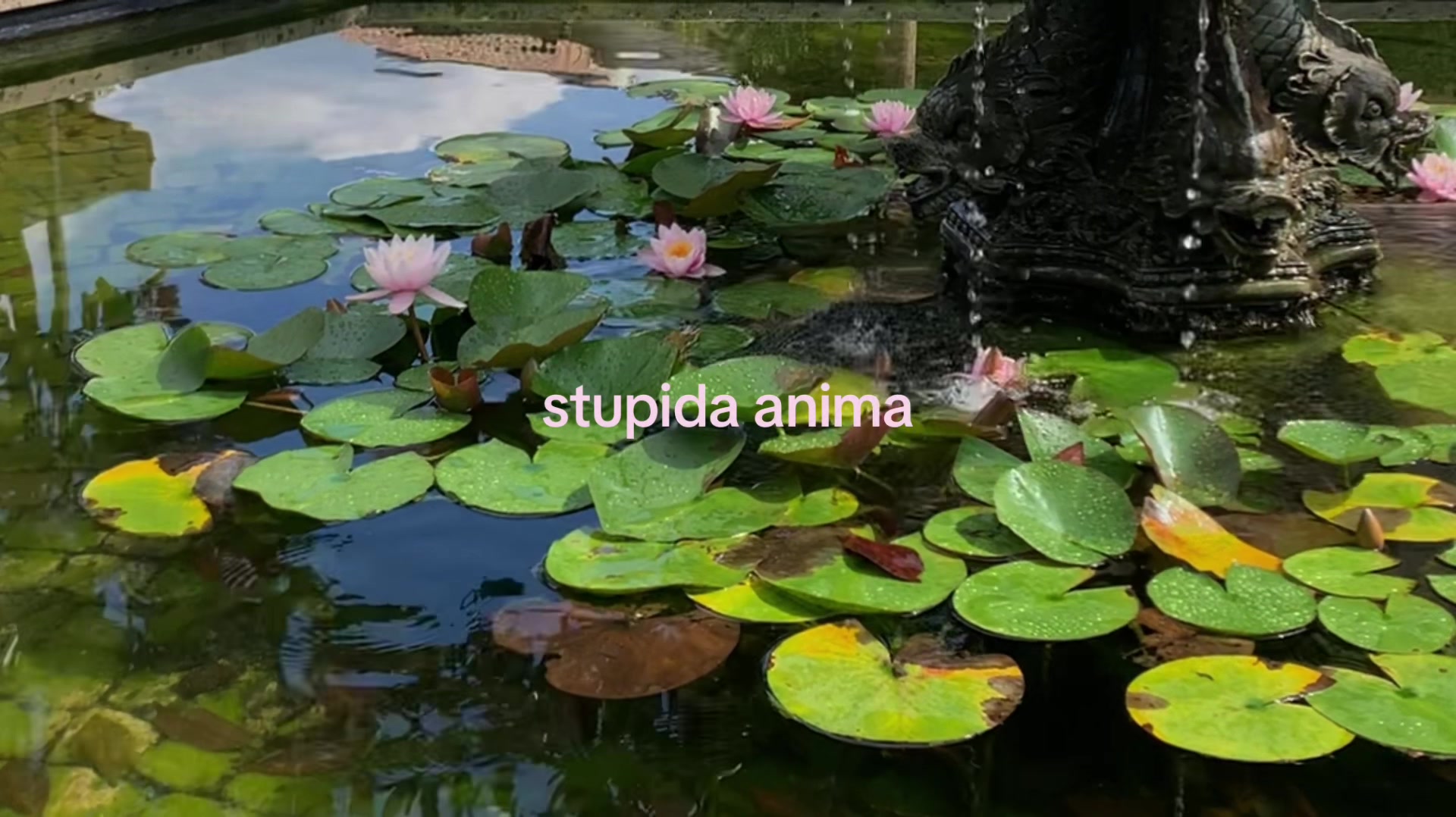 @💿