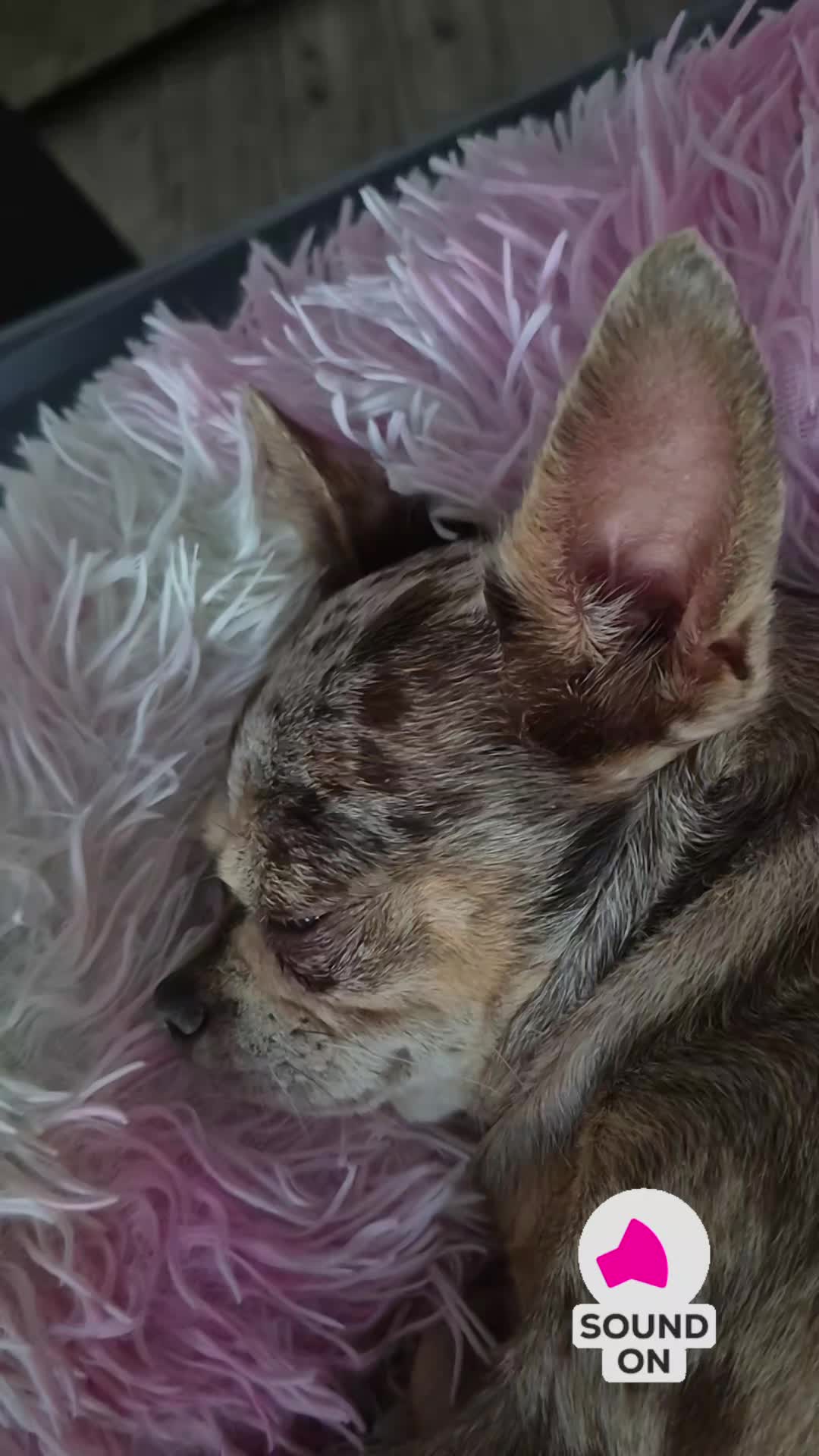 @SabrinaTeamWuffhaus🐕