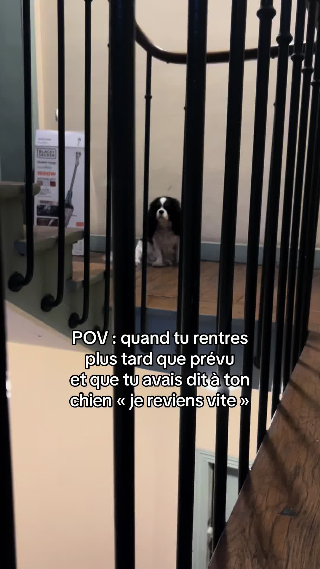 @Cavalier King Charles