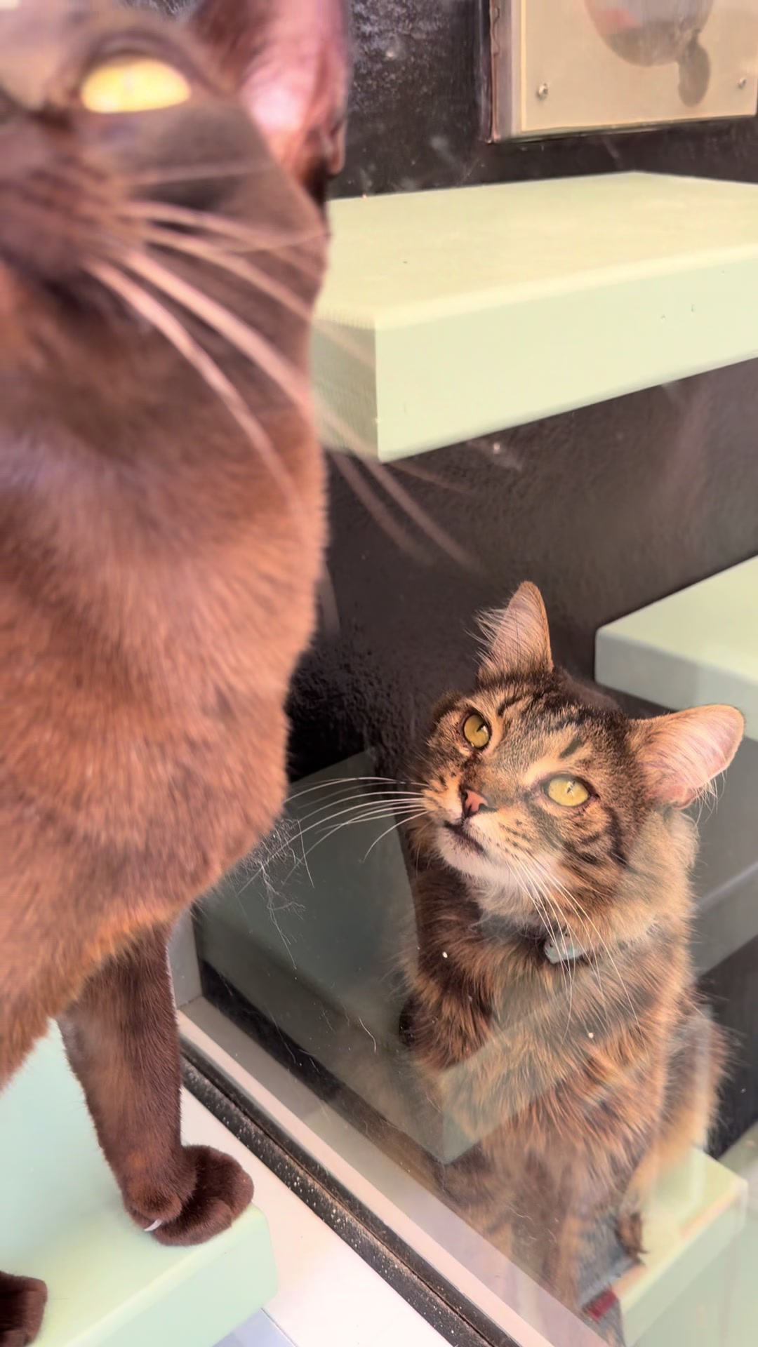 @Herongate Village Cattery