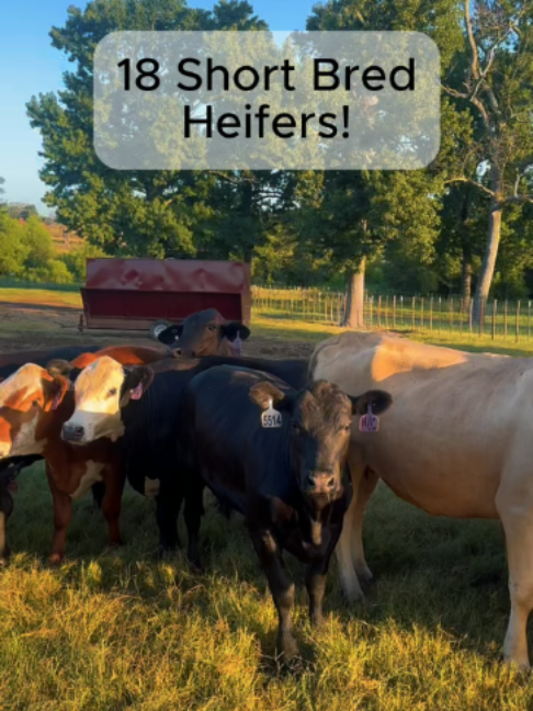 @Rutherford Land and Cattle